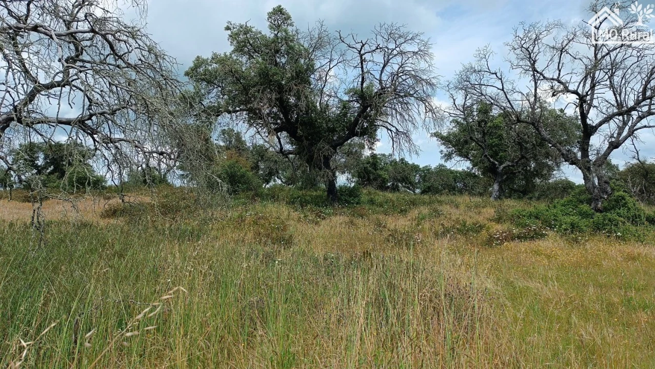 Terreno para Venda em Barbacena e Vila Fernando Foto 11
