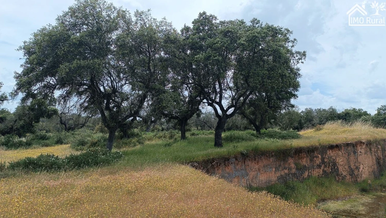 Terreno para Venda em Barbacena e Vila Fernando Foto 9