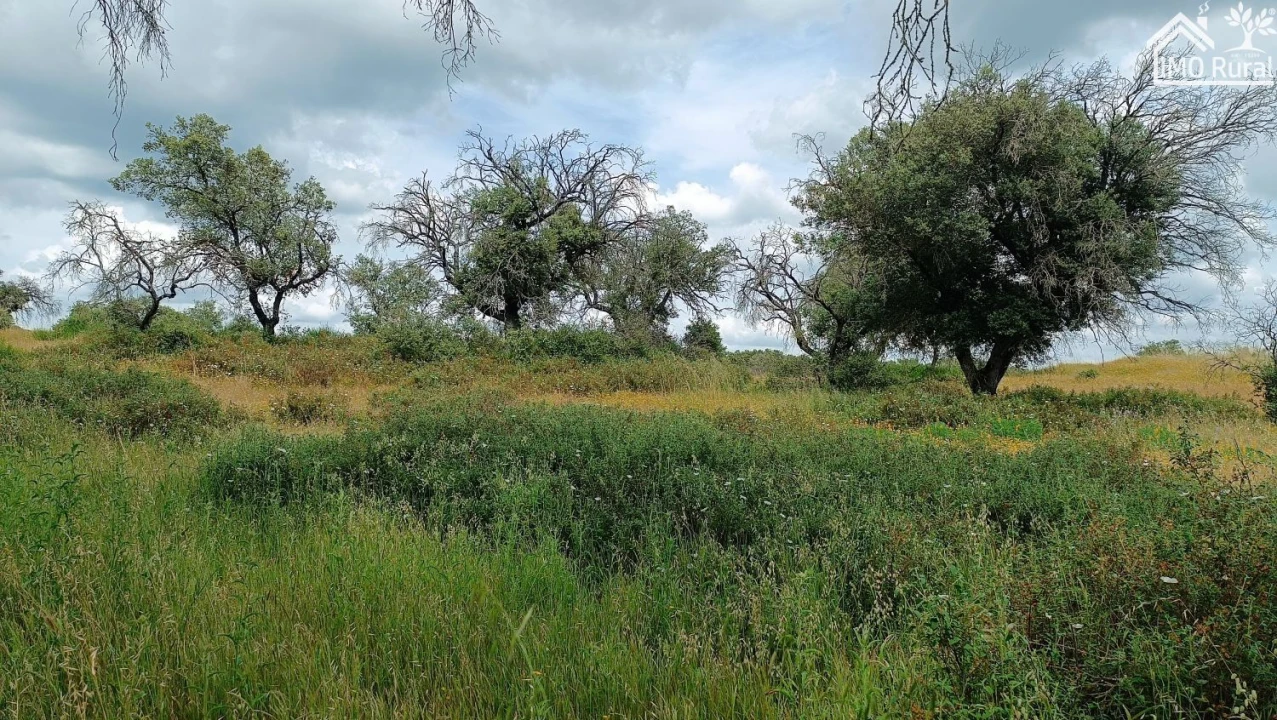 Terreno para Venda em Barbacena e Vila Fernando Foto 14