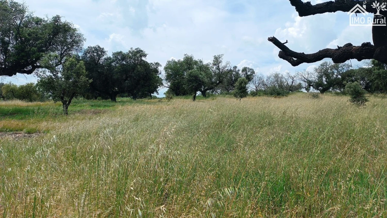 Terreno para Venda em Barbacena e Vila Fernando Foto 10