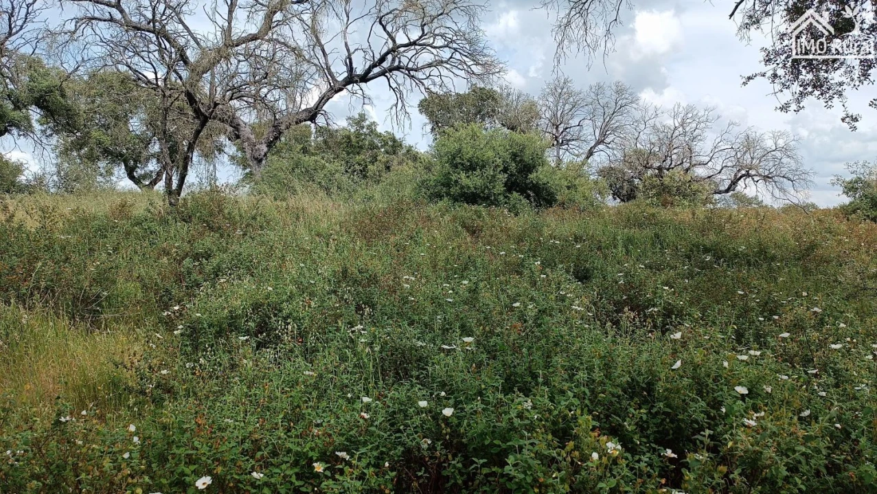 Terreno para Venda em Barbacena e Vila Fernando Foto 13