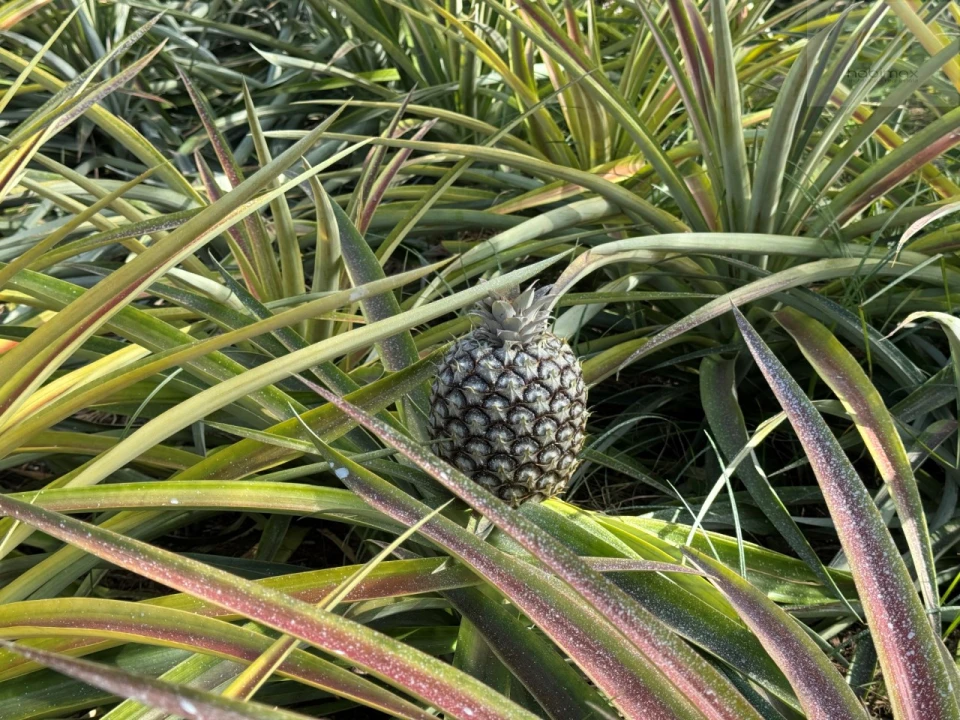 Prédio para Venda em Fajã de Baixo Foto 5