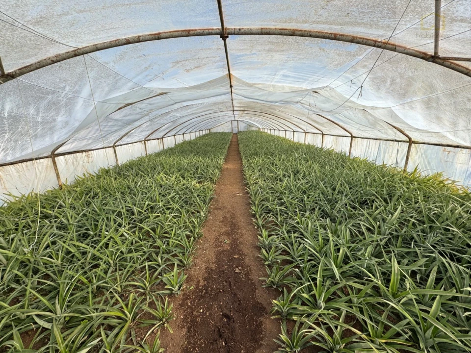 Prédio para Venda em Fajã de Baixo Foto 3