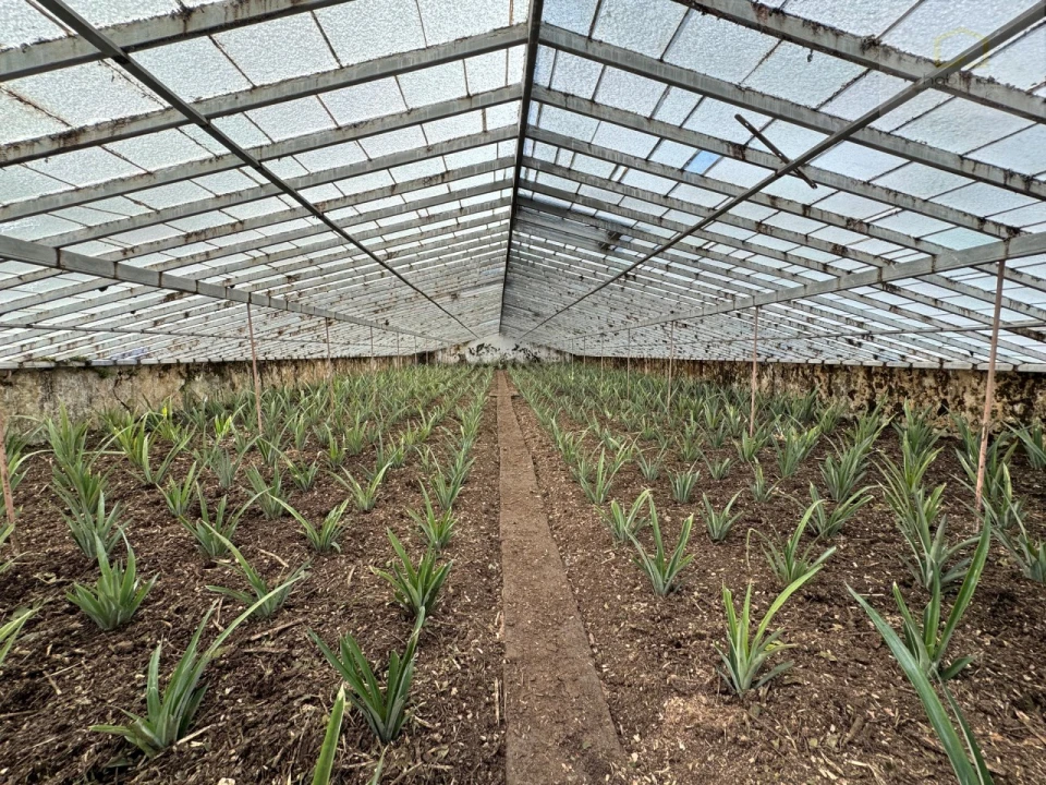 Prédio para Venda em Fajã de Baixo Foto 11
