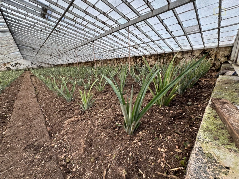 Prédio para Venda em Fajã de Baixo Foto 6