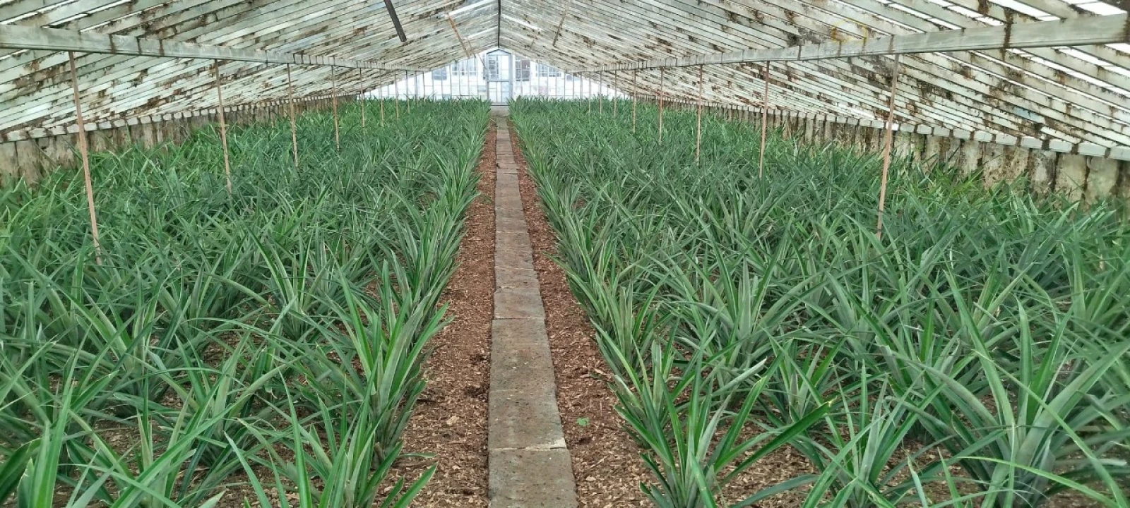 Prédio para Venda em Fajã de Baixo Foto 4
