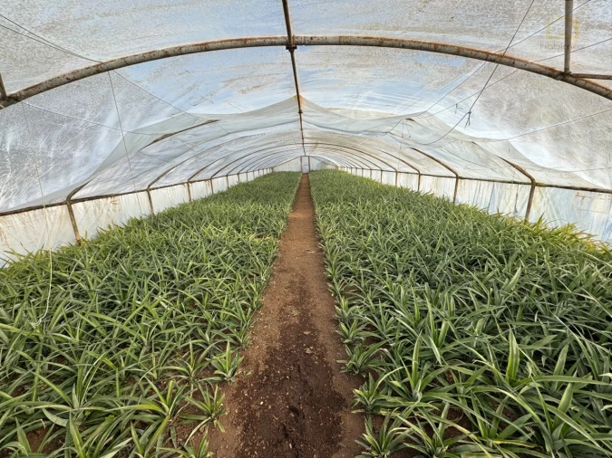Prédio para Venda em Fajã de Baixo Foto 3