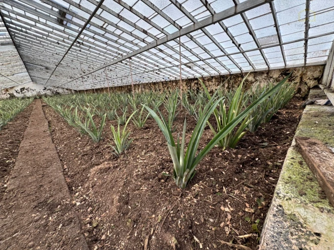 Prédio para Venda em Fajã de Baixo Foto 6