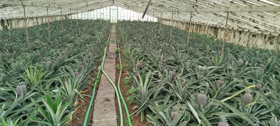 Prédio para Venda em Fajã de Baixo