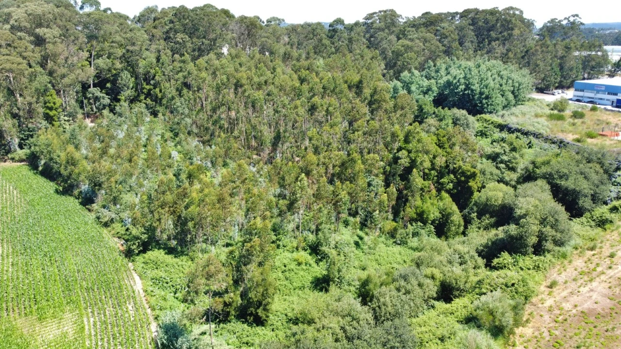 Terreno para Venda em Moreira Foto 5