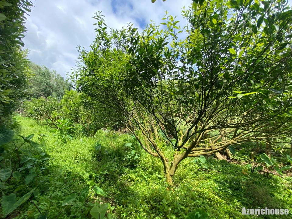 Terreno para Venda em Lagoa (Santa Cruz) Foto 9