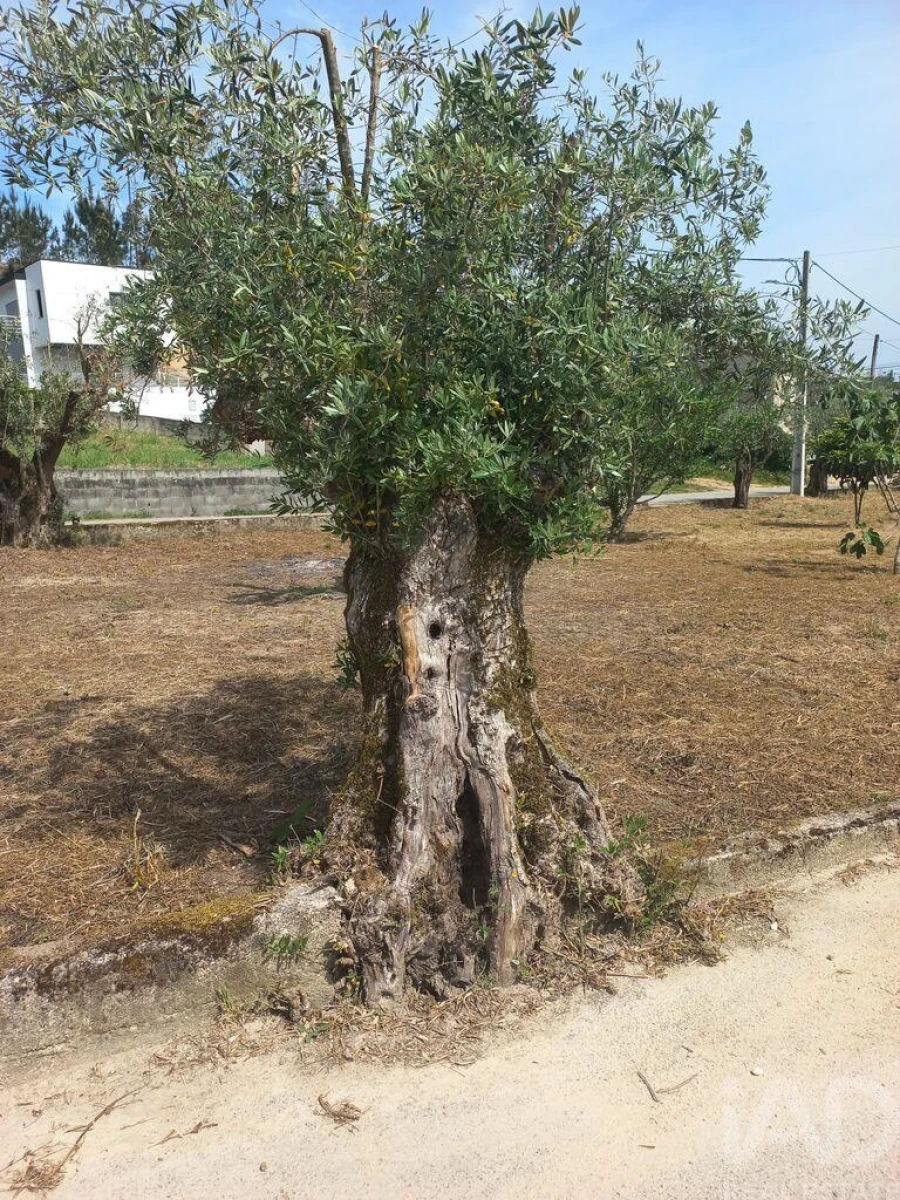 Terreno para Venda em Arrabal Foto 7