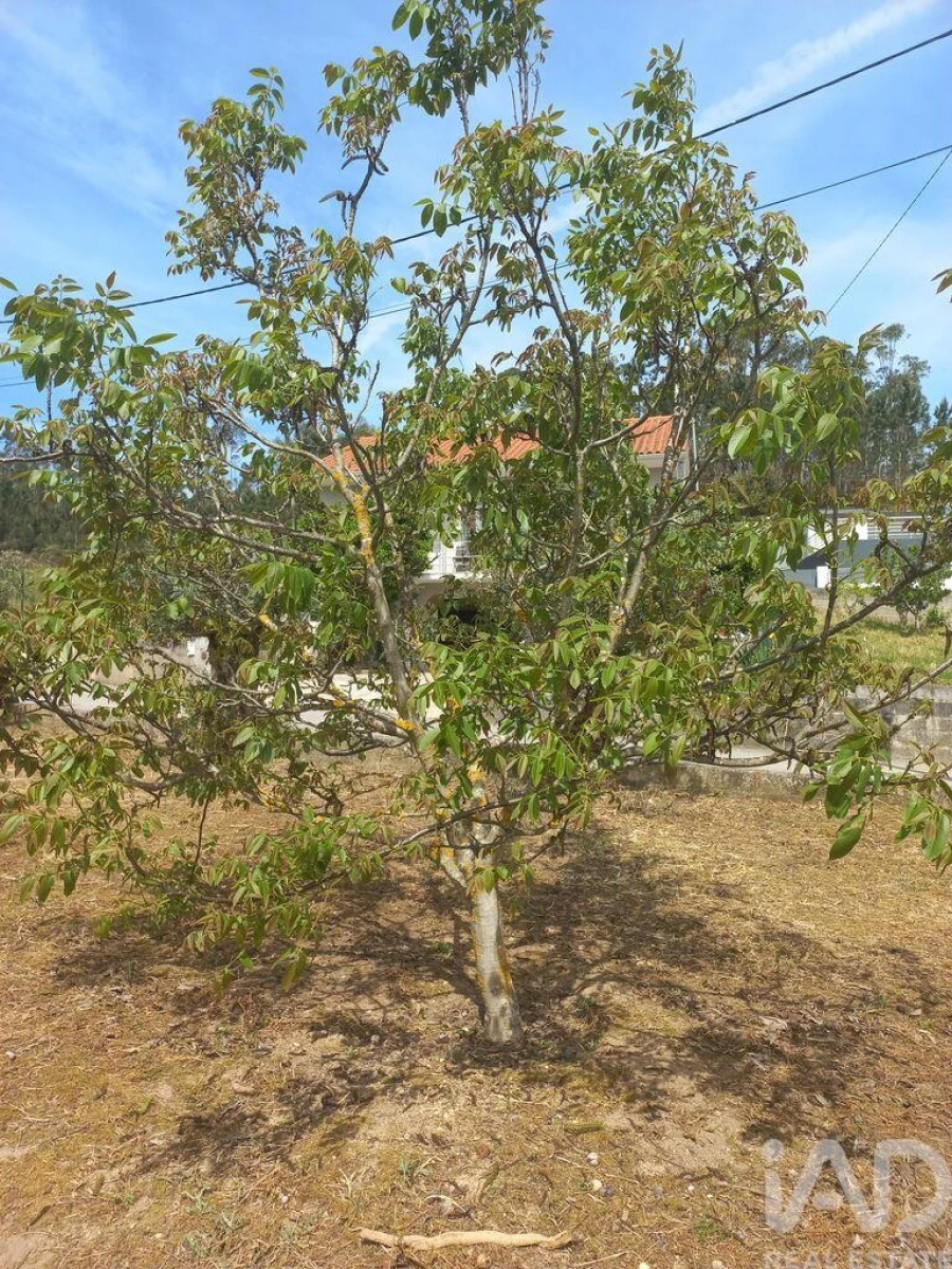 Terreno para Venda em Arrabal Foto 6