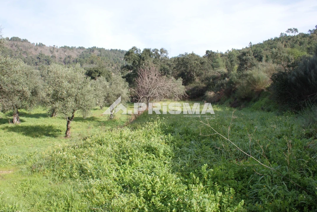 Quinta para Venda em Pero Viseu Foto 3