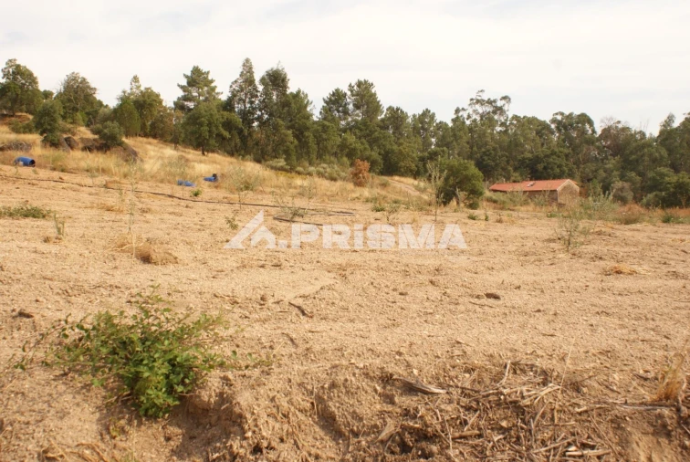 Quinta para Venda em Pero Viseu Foto 47