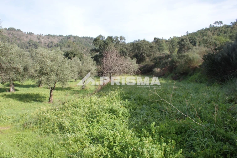 Quinta para Venda em Pero Viseu Foto 3