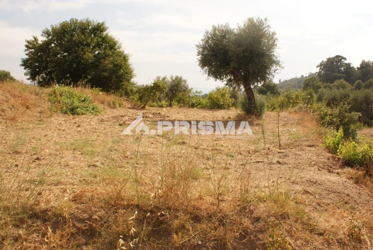 Quinta para Venda em Pero Viseu Foto 38