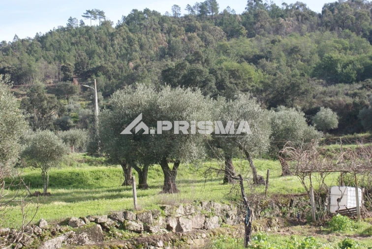 Quinta para Venda em Pero Viseu Foto 2