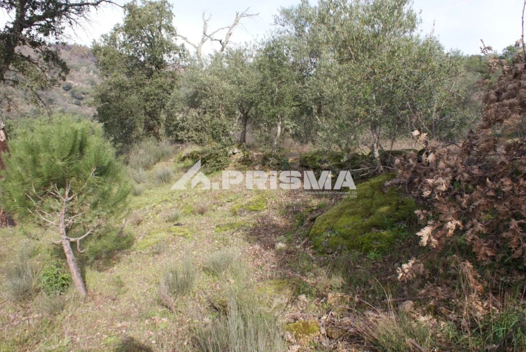 Quinta para Venda em Pero Viseu Foto 7