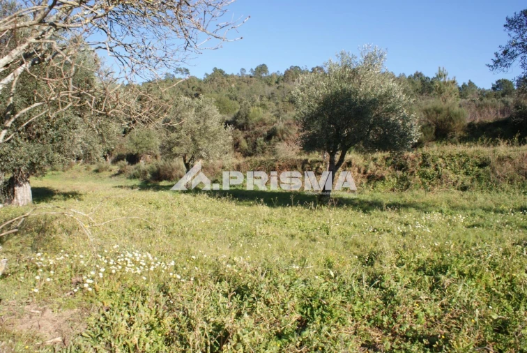 Quinta para Venda em Pero Viseu Foto 10