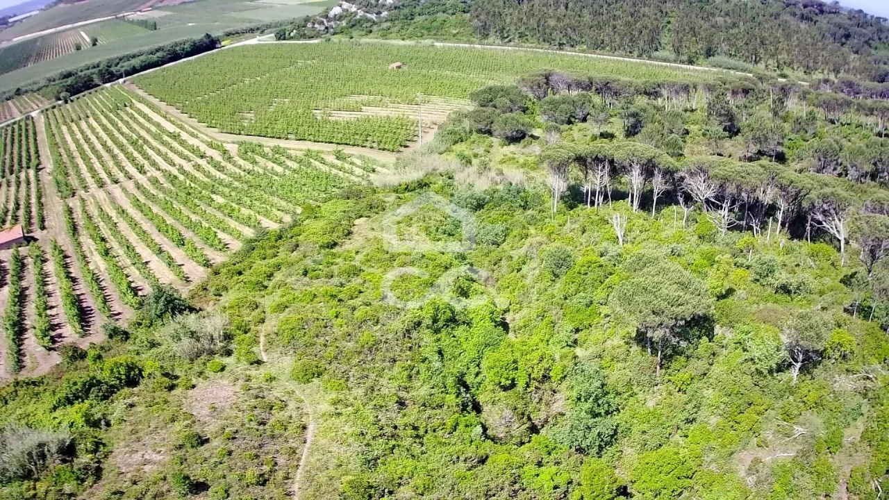 Terreno para Venda em Santa Maria, São Pedro e Sobral da Lagoa Foto 2