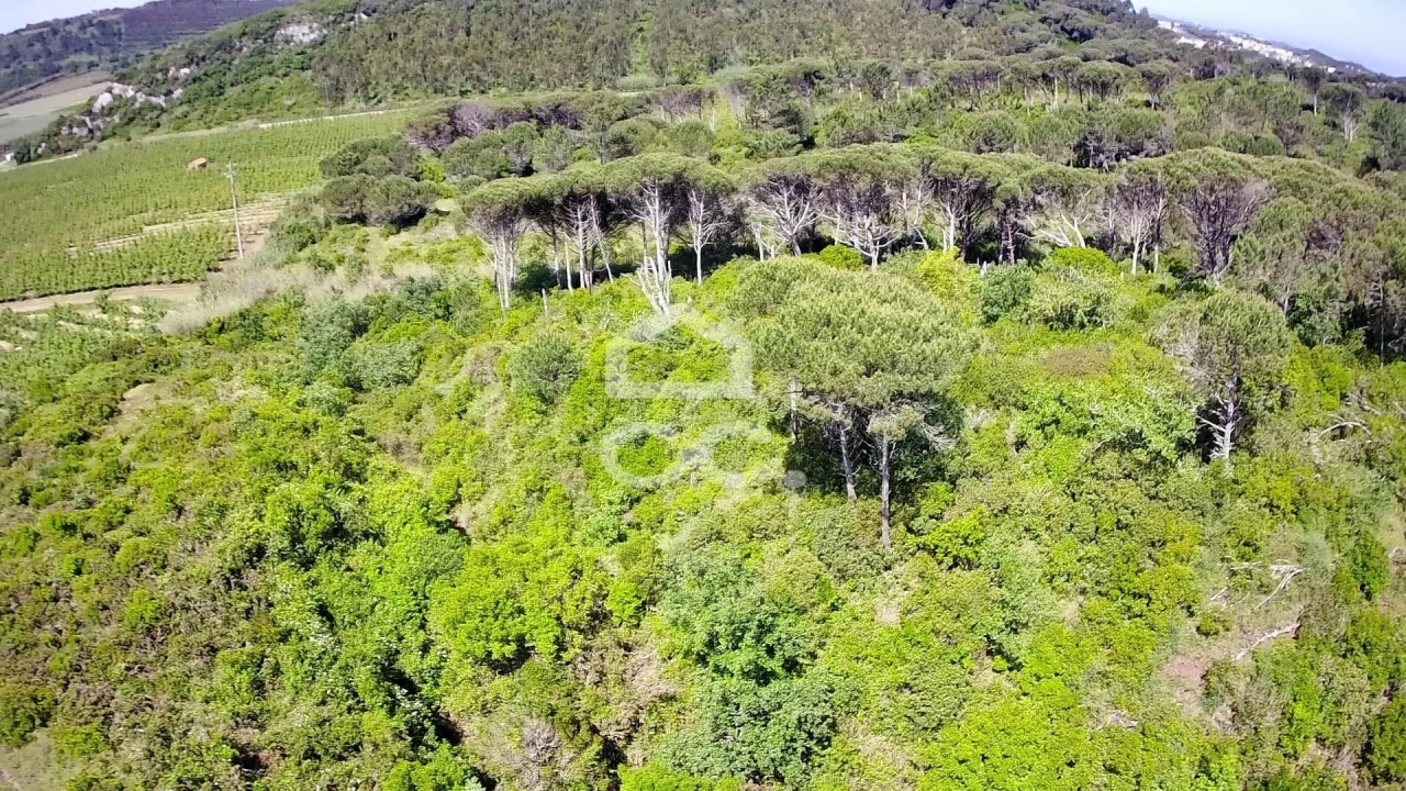 Terreno para Venda em Santa Maria, São Pedro e Sobral da Lagoa Foto 8