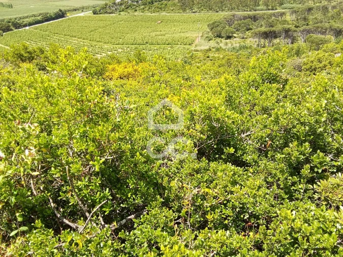 Terreno para Venda em Santa Maria, São Pedro e Sobral da Lagoa Foto 4