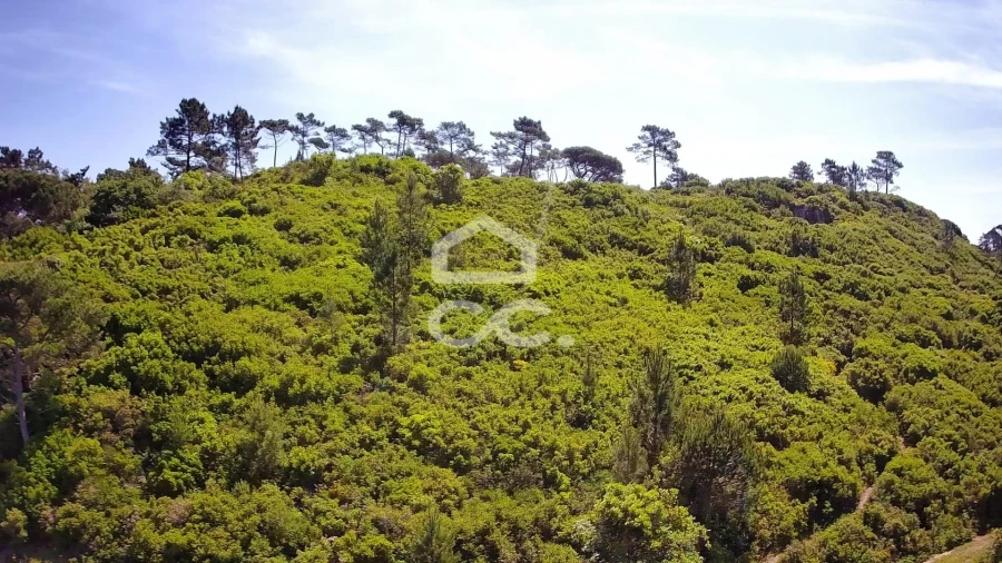 Terreno para Venda em Santa Maria, São Pedro e Sobral da Lagoa Foto 7
