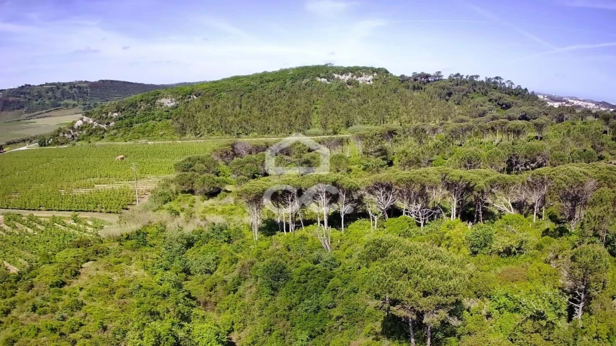 Terreno para Venda em Santa Maria, São Pedro e Sobral da Lagoa Foto 10