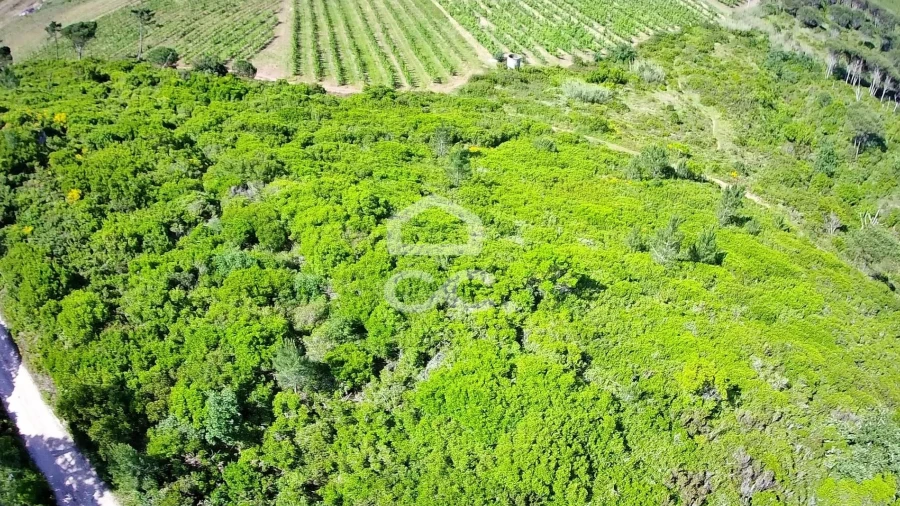 Terreno para Venda em Santa Maria, São Pedro e Sobral da Lagoa