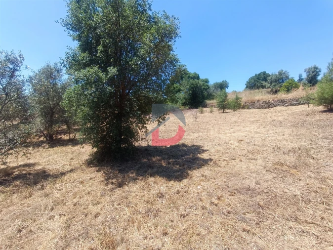 Terreno Agricola ou Rústico para Venda em Sarnadas de Rodão Foto 12
