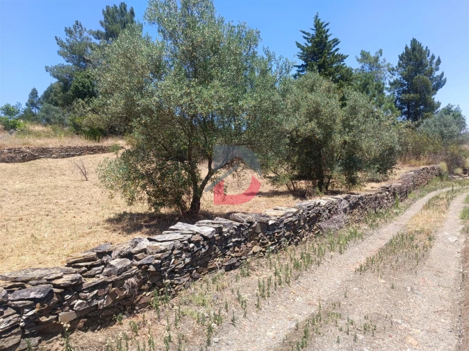 Terreno Agricola ou Rústico para Venda em Sarnadas de Rodão Foto 13