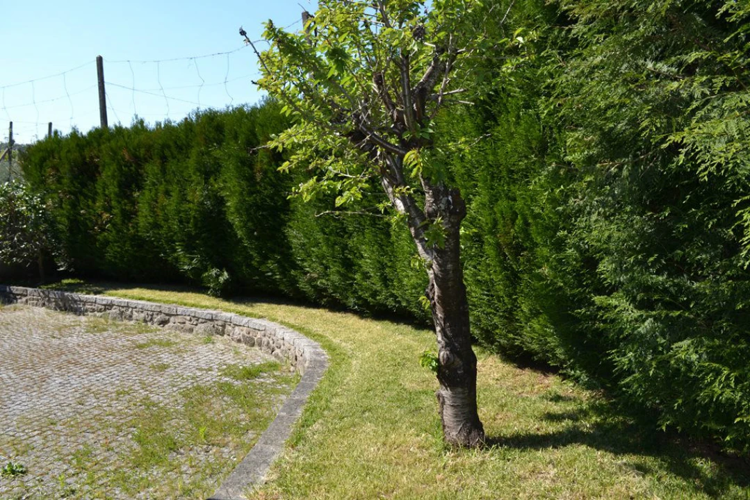 Quinta T6 para Venda em Fonte Arcada e Oliveira Foto 8