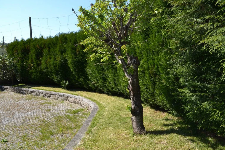 Quinta T6 para Venda em Fonte Arcada e Oliveira Foto 8