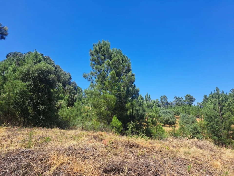 Terreno para Venda em Ninho do Açor e Sobral do Campo Foto 6