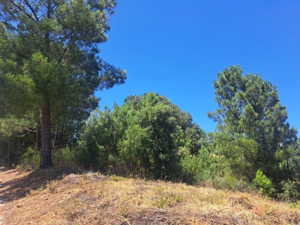Terreno para Venda em Ninho do Açor e Sobral do Campo Foto 17