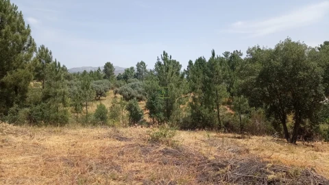 Terreno para Venda em Ninho do Açor e Sobral do Campo