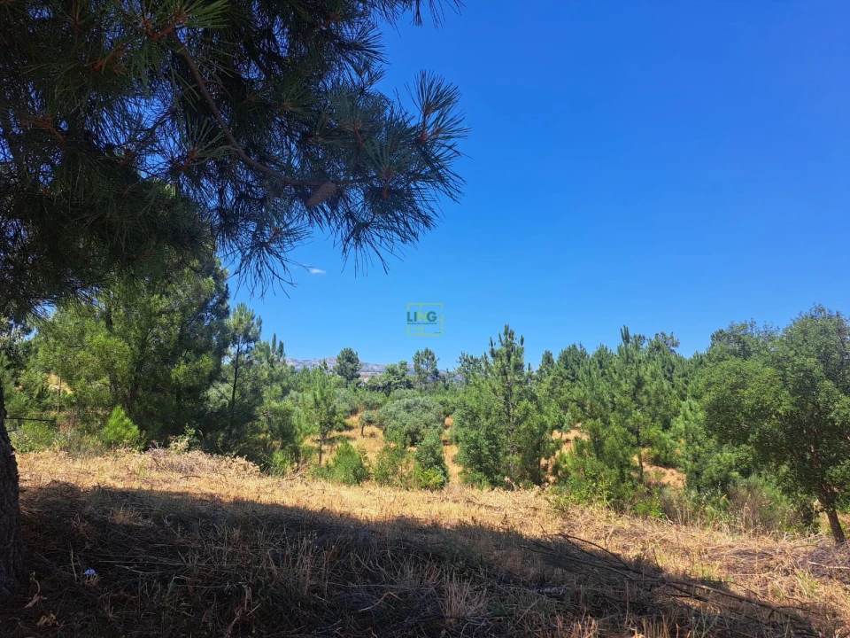 Terreno para Venda em Ninho do Açor e Sobral do Campo Foto 9