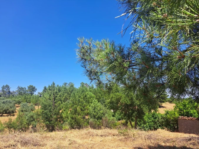 Terreno para Venda em Ninho do Açor e Sobral do Campo Foto 16