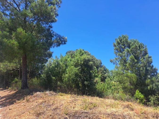 Terreno para Venda em Ninho do Açor e Sobral do Campo Foto 17