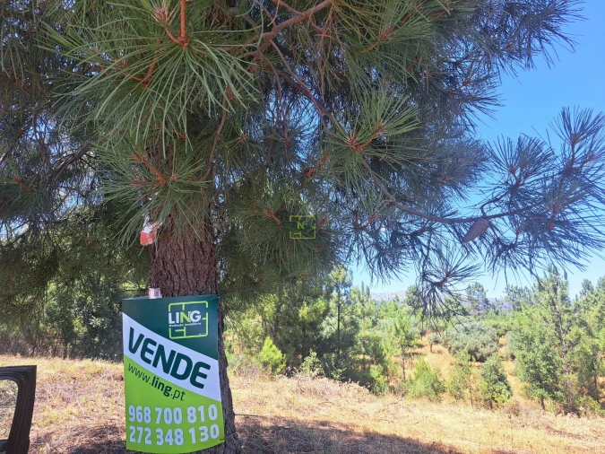 Terreno para Venda em Ninho do Açor e Sobral do Campo Foto 12