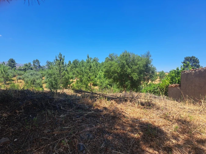 Terreno para Venda em Ninho do Açor e Sobral do Campo Foto 7