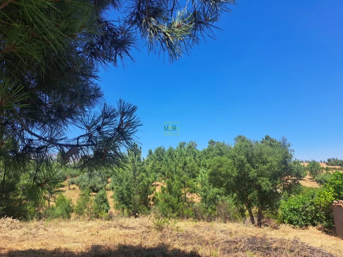 Terreno para Venda em Ninho do Açor e Sobral do Campo Foto 13