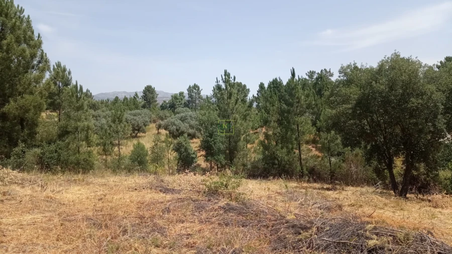 Terreno para Venda em Ninho do Açor e Sobral do Campo Foto 3