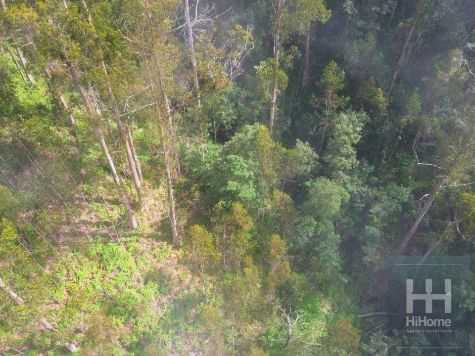 Terreno Agricola ou Rústico para Venda em São Gonçalo Foto 18