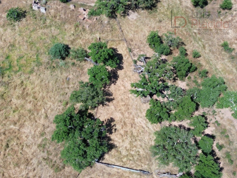 Quinta para Venda em Abela Foto 10