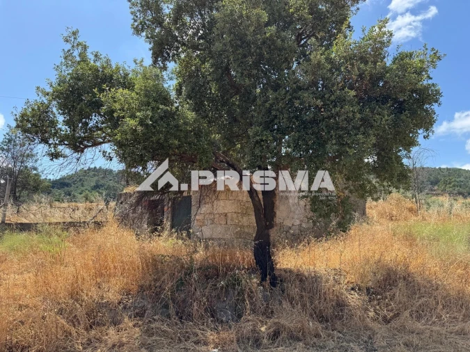 Terreno para Venda em Louriçal do Campo Foto 11