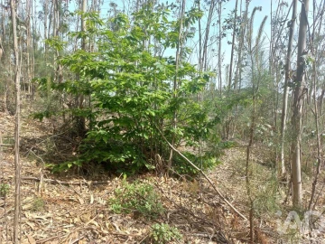 Terreno para Venda em Arrabal