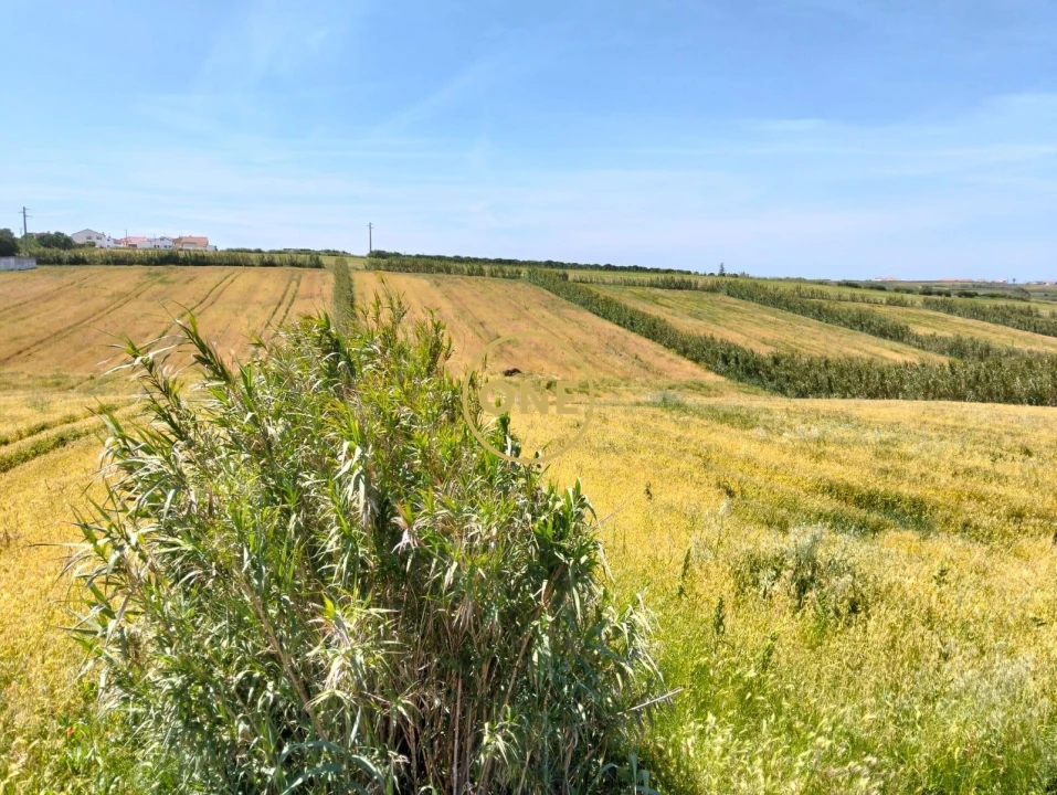 Terreno para Venda em São Pedro da Cadeira Foto 3
