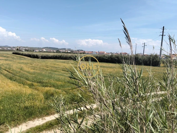 Terreno para Venda em São Pedro da Cadeira Foto 10